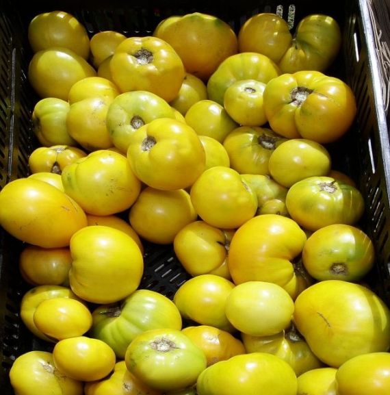 7 R yellow tomatoes